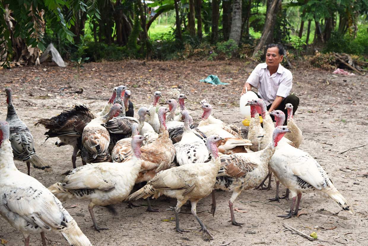 Nuôi gà lôi, lãi trên 100 triệu đồng năm